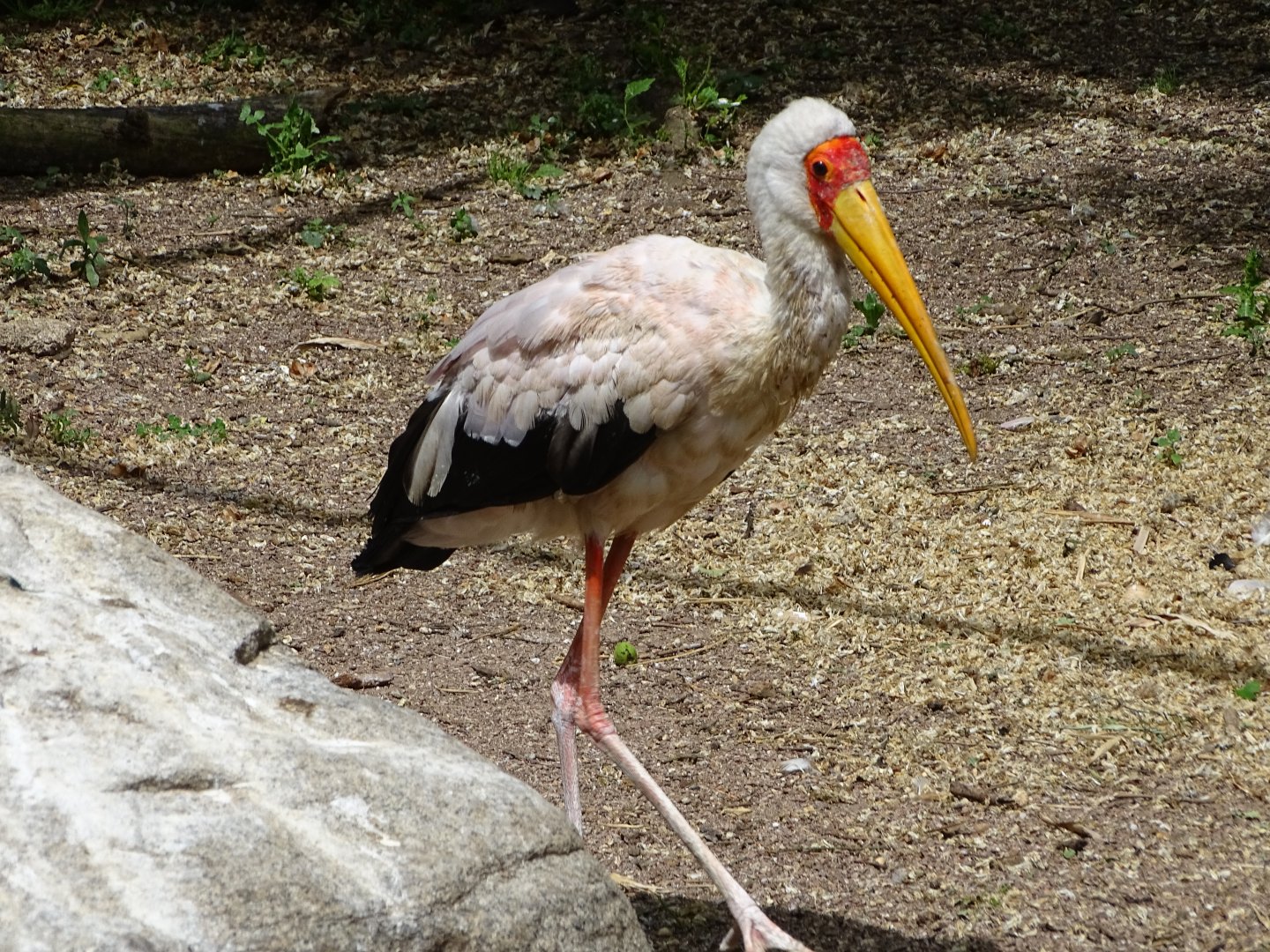 Yellow-billed stork (Mycteria ibis)