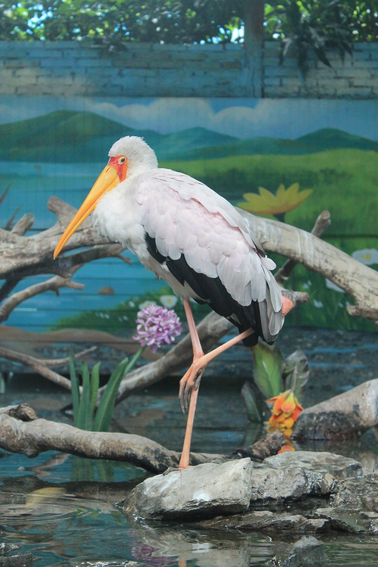 Yellow-billed Stork (Mycteria ibis)