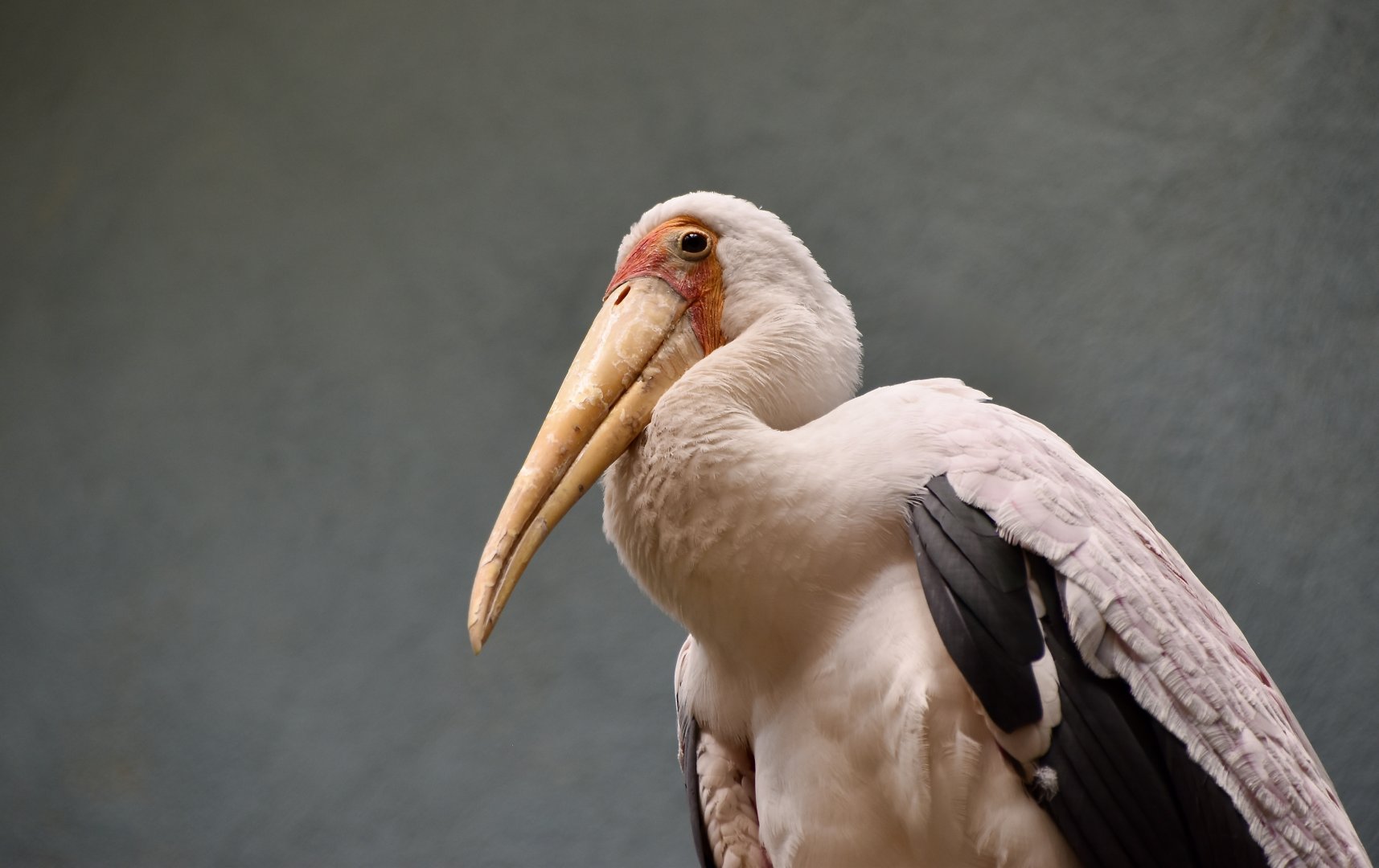 Yellow-Billed Stork (Mycteria ibis)