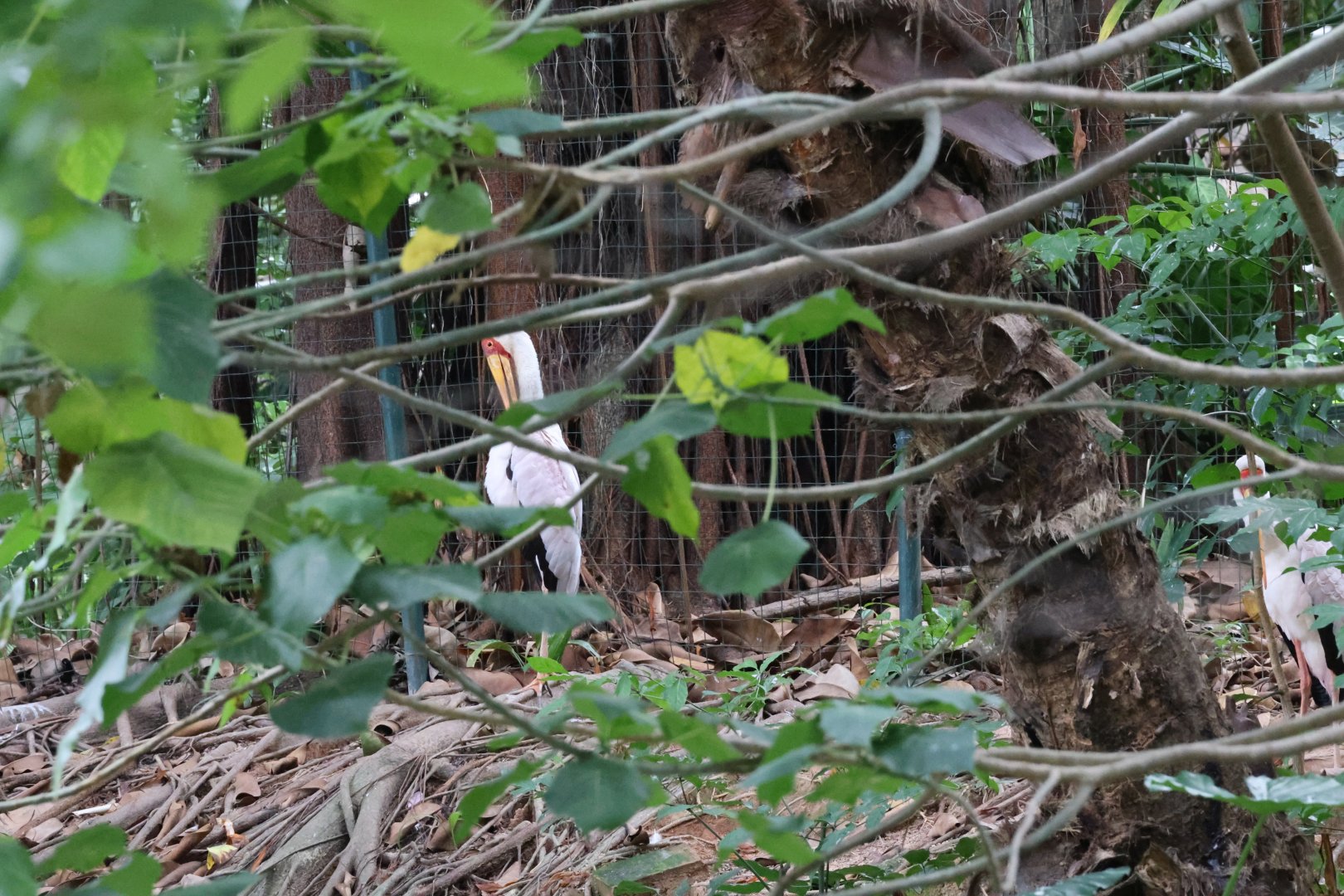 Yellow-billed stork (Mycteria ibis)