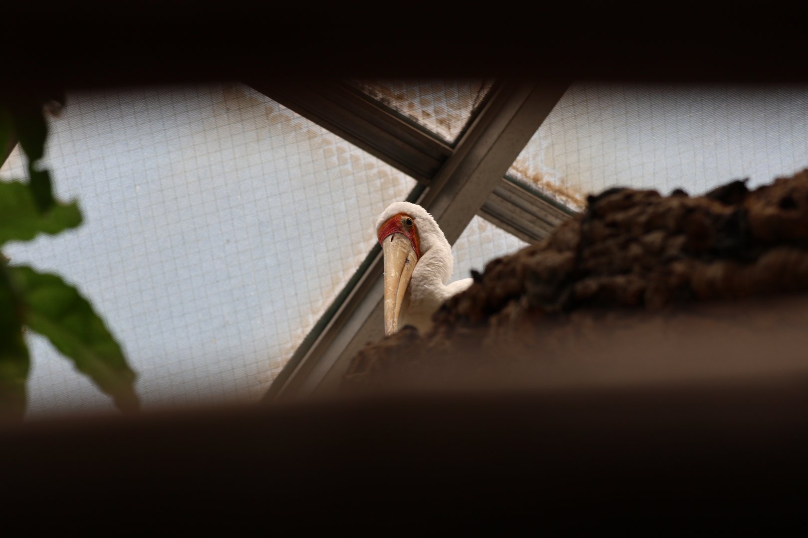 Yellow-billed stork (Mycteria ibis)