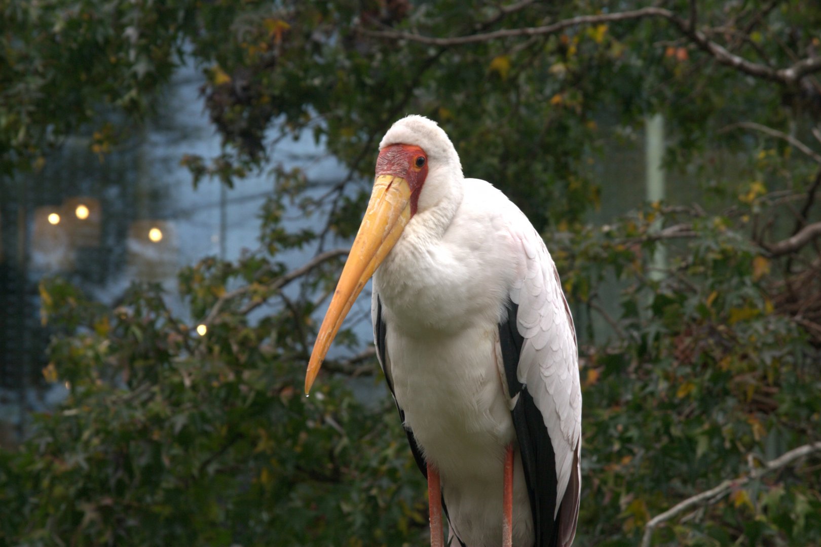 Yellow-billed Stork (Mycteria ibis)