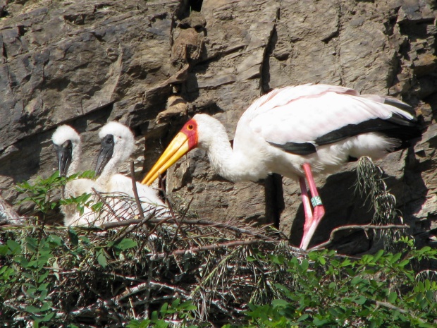 Yellow-billed stork nest at Prague Zoo