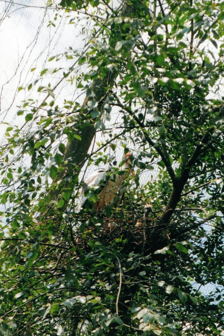 Yellow-Billed Stork Nest