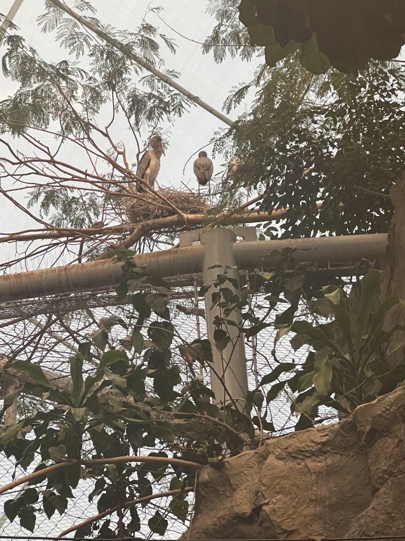 Yellow-Billed Stork Nest