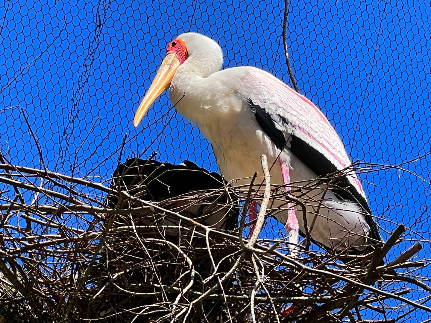 Yellow-Billed Stork On Nest