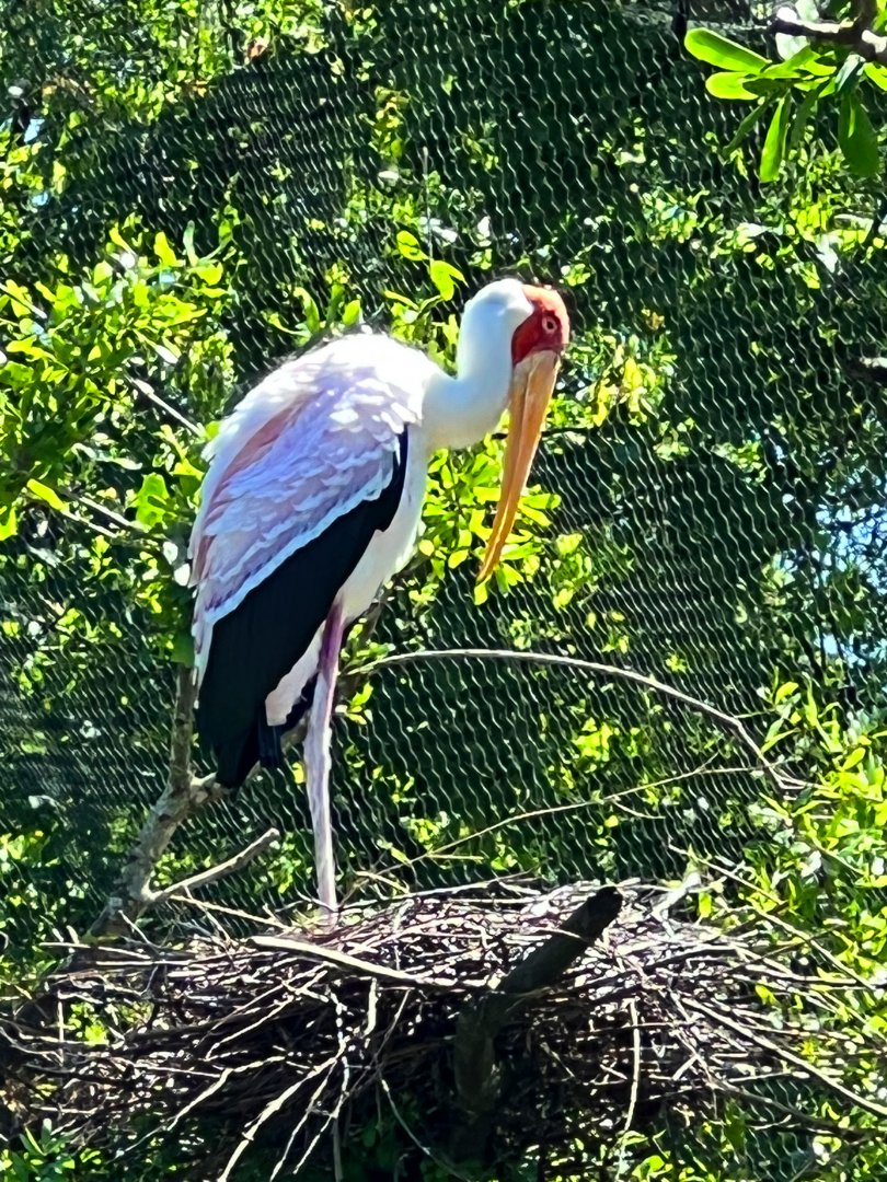 Yellow-Billed Stork On Nest