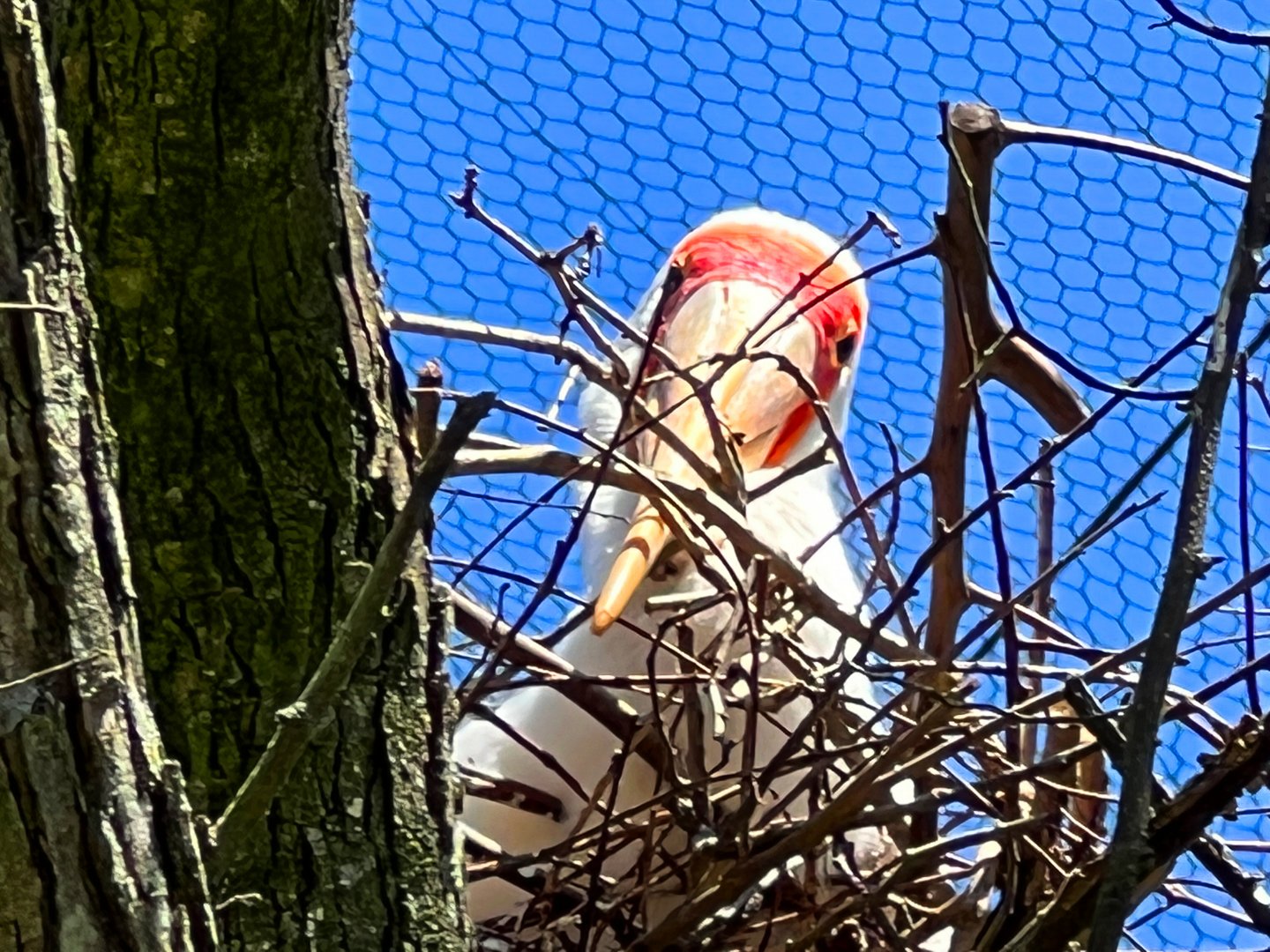 Yellow-Billed Stork Peek A Boo!