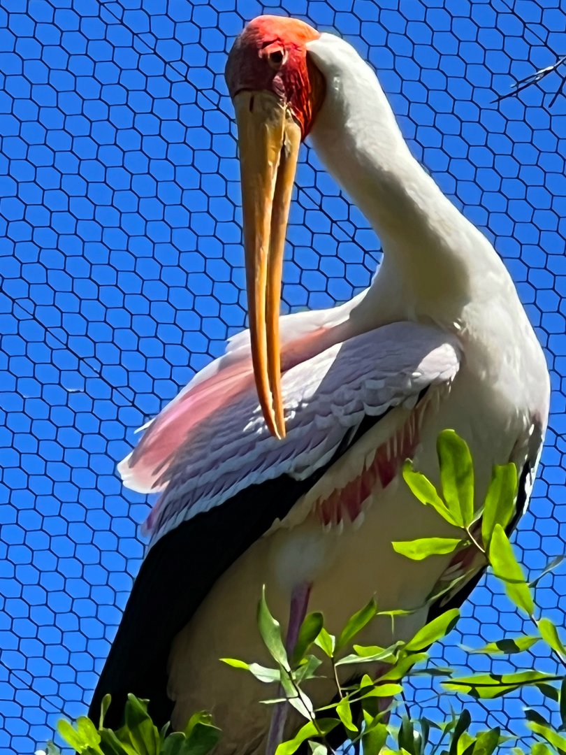 Yellow-Billed Stork Perfect Pose