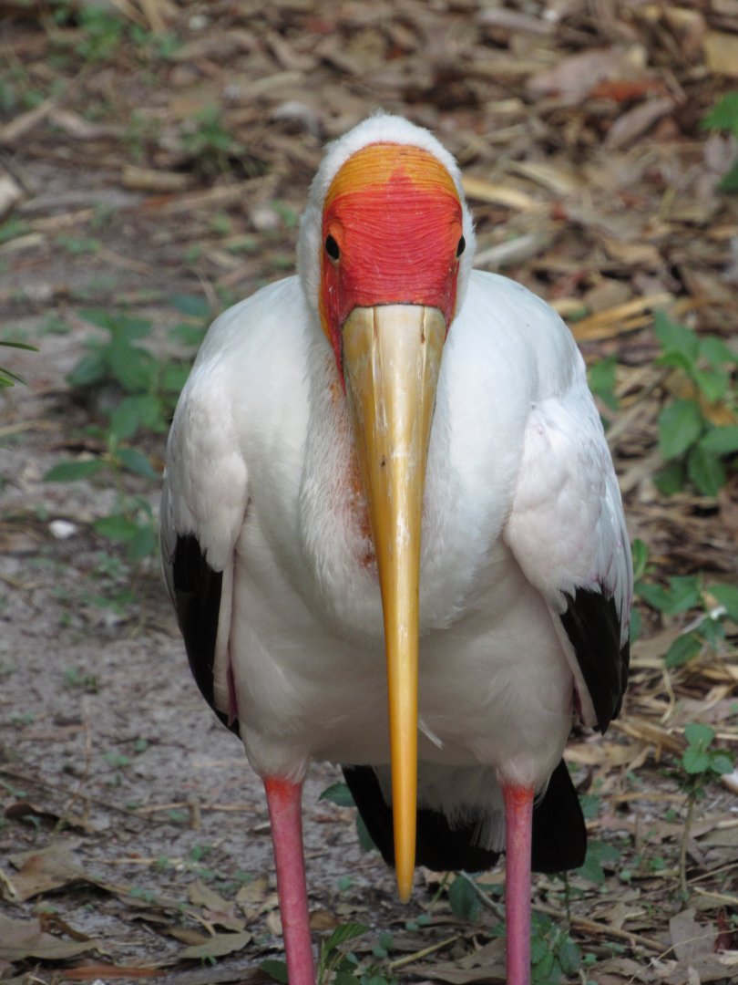Yellow Billed Stork Portrait