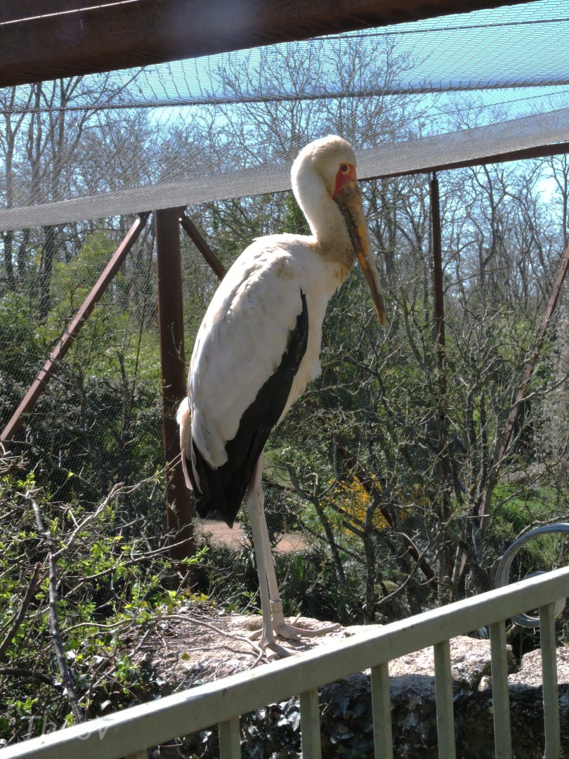 Yellow-billed stork - Sanctuaire des okapis [2015]