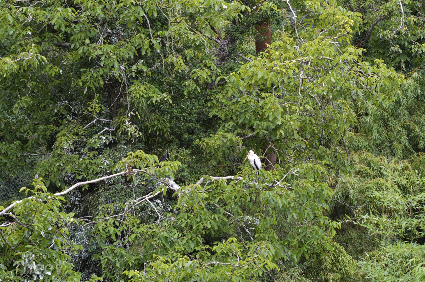 Yellow-billed stork - Sanctuaire des okapis [2020]