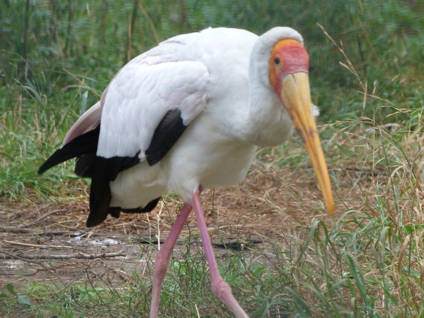 Yellow-billed stork -Tierpark Berlin (2024)