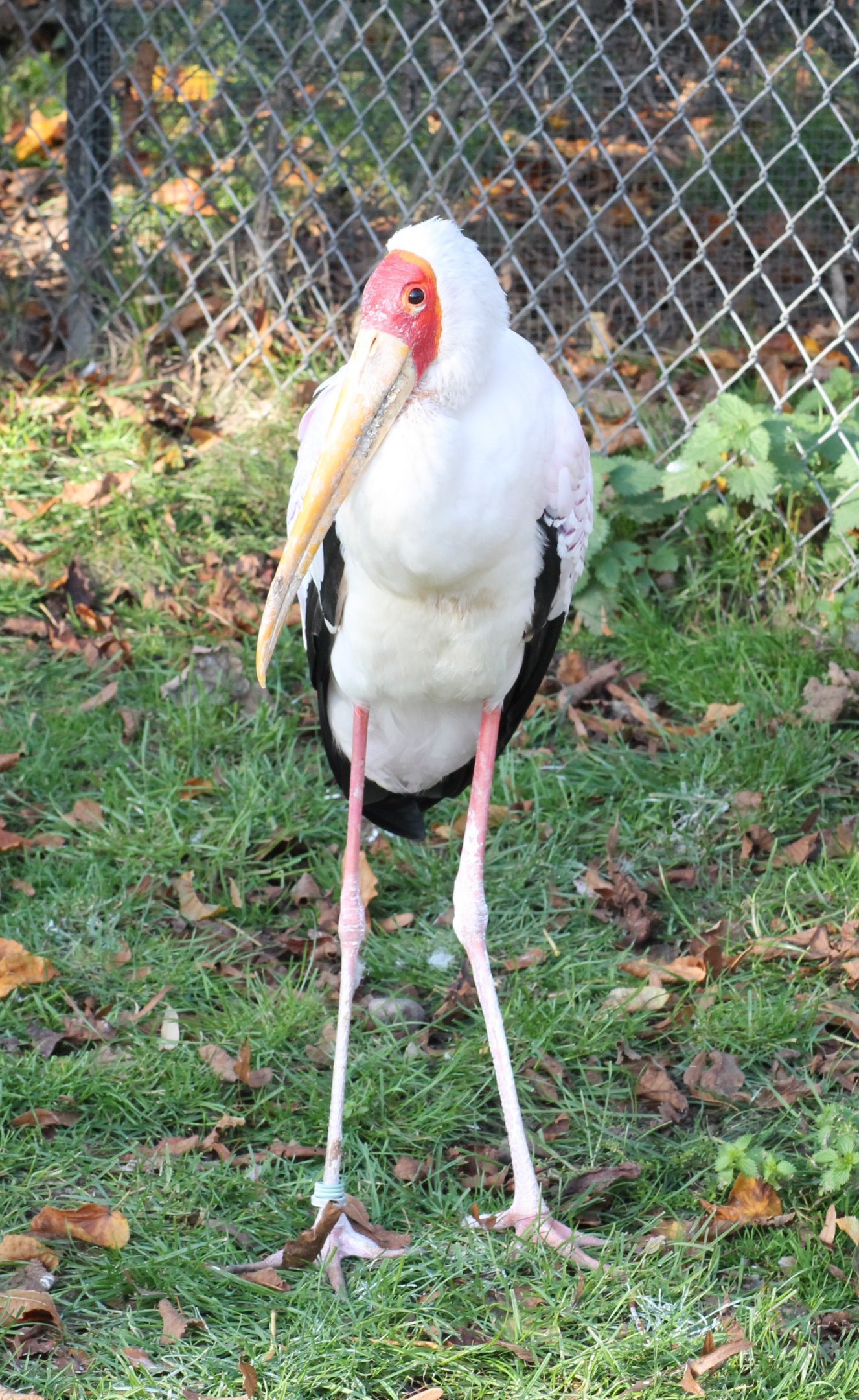 Yellow-billed stork - Tierpark Hagenbeck