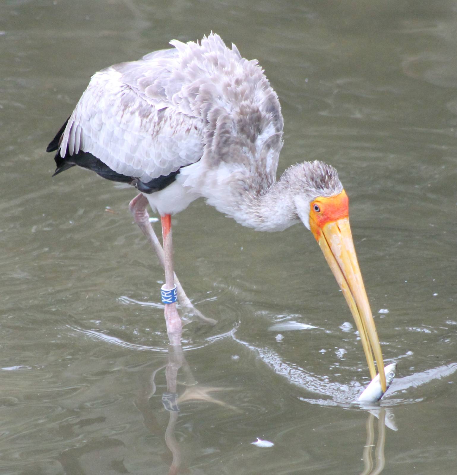 Yellow-billed stork with prey