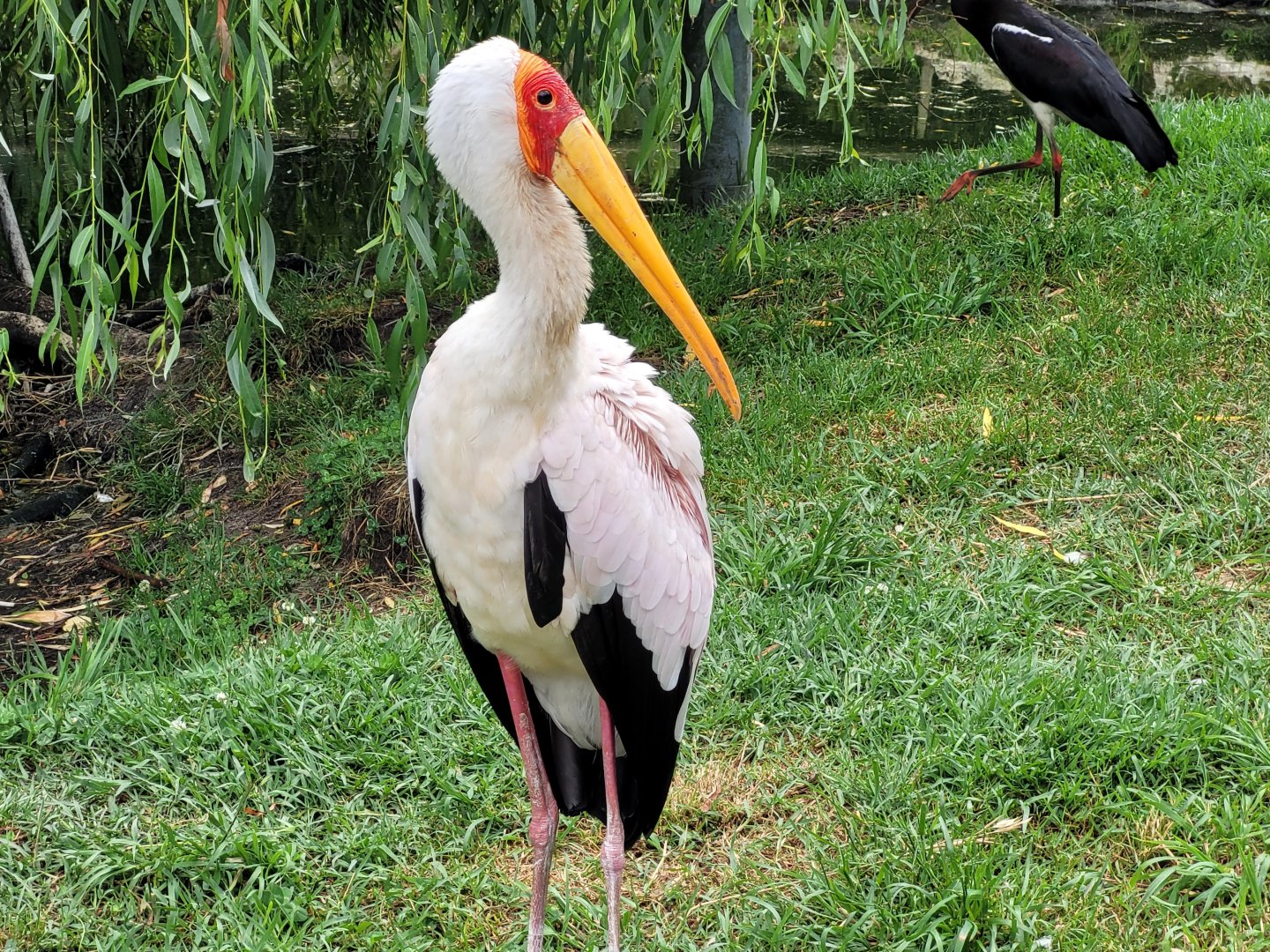 Yellow-billed stork -Zoo du bassin d'Arcachon (2024)