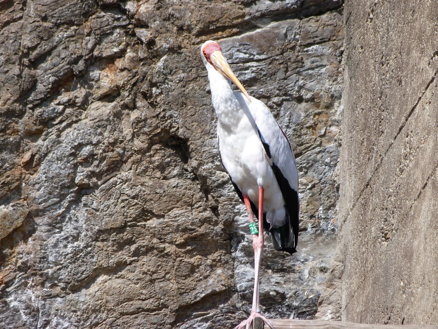 Yellow-billed stork -Zoo Praha (2025)