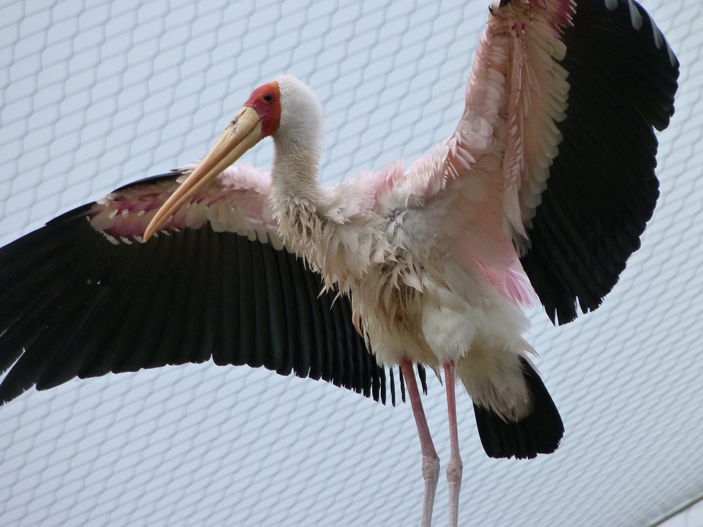 Yellow-billed stork -ZooParc de Beauval (2025)