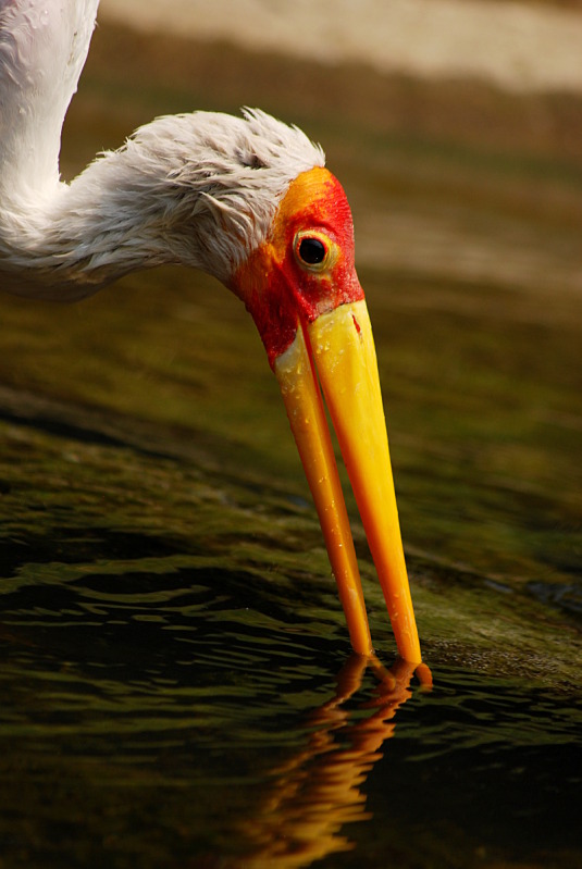 Yellow-billed stork