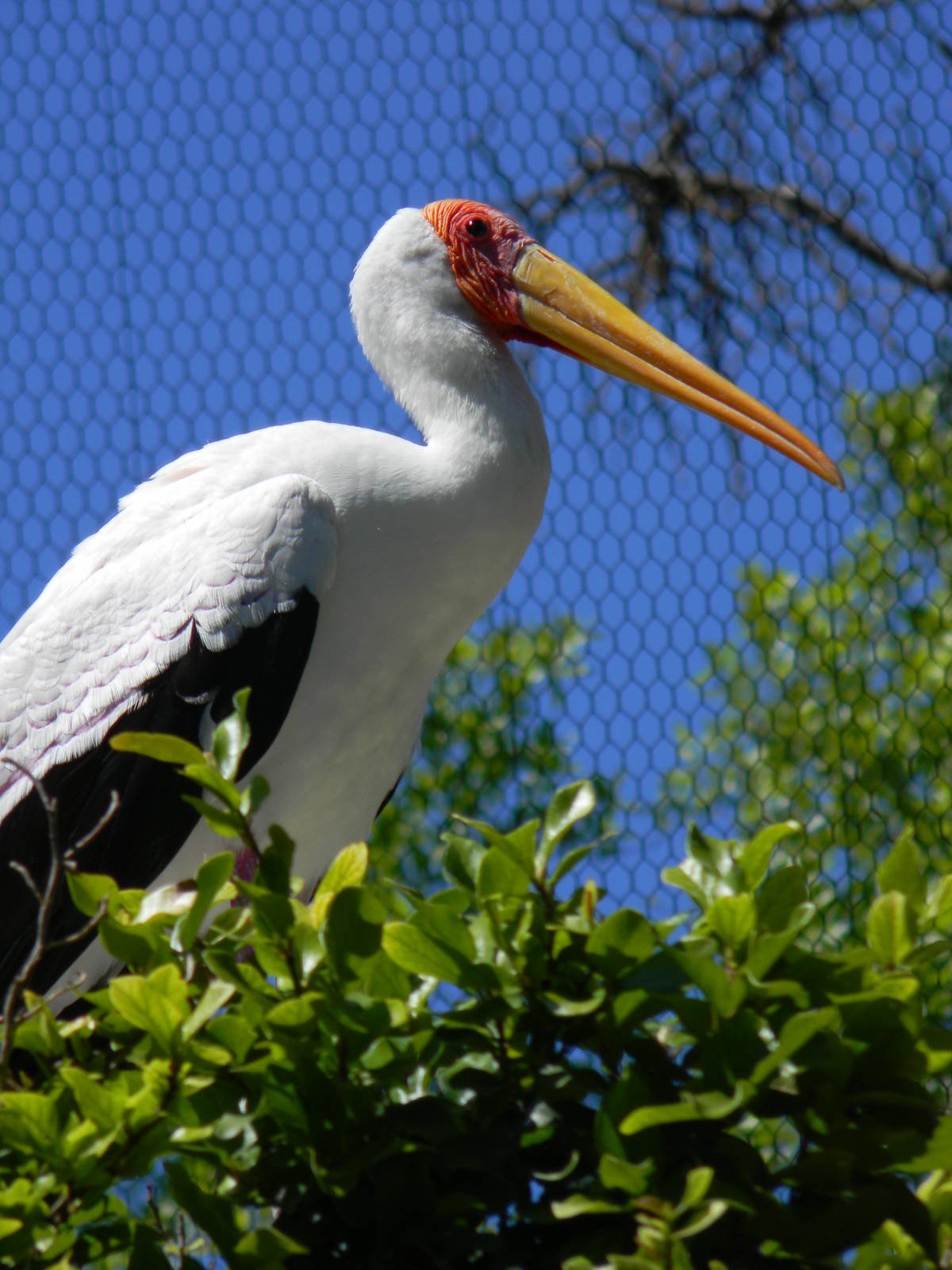 Yellow Billed Stork