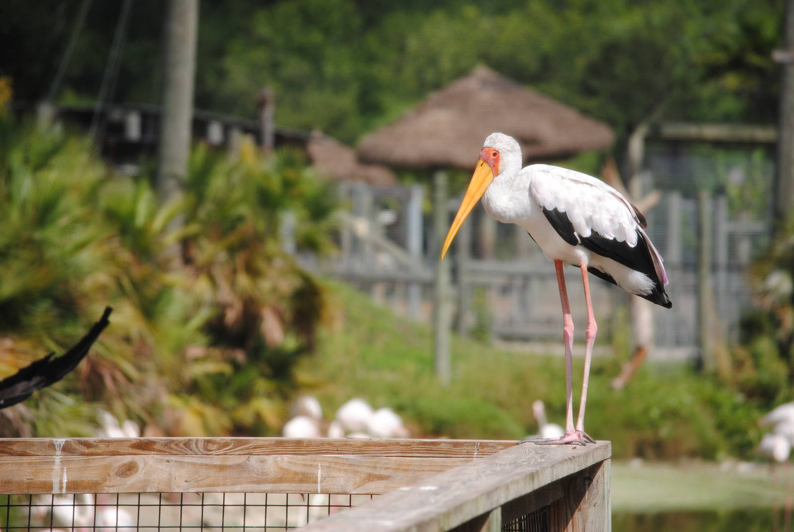 Yellow-billed Stork
