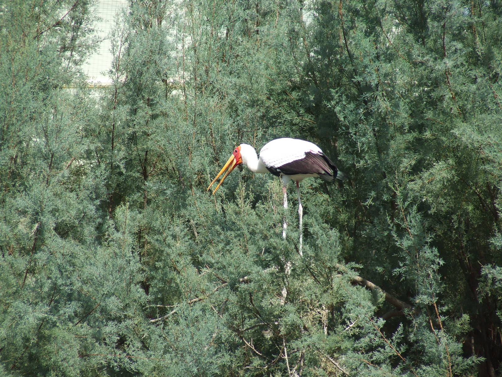 Yellow billed stork