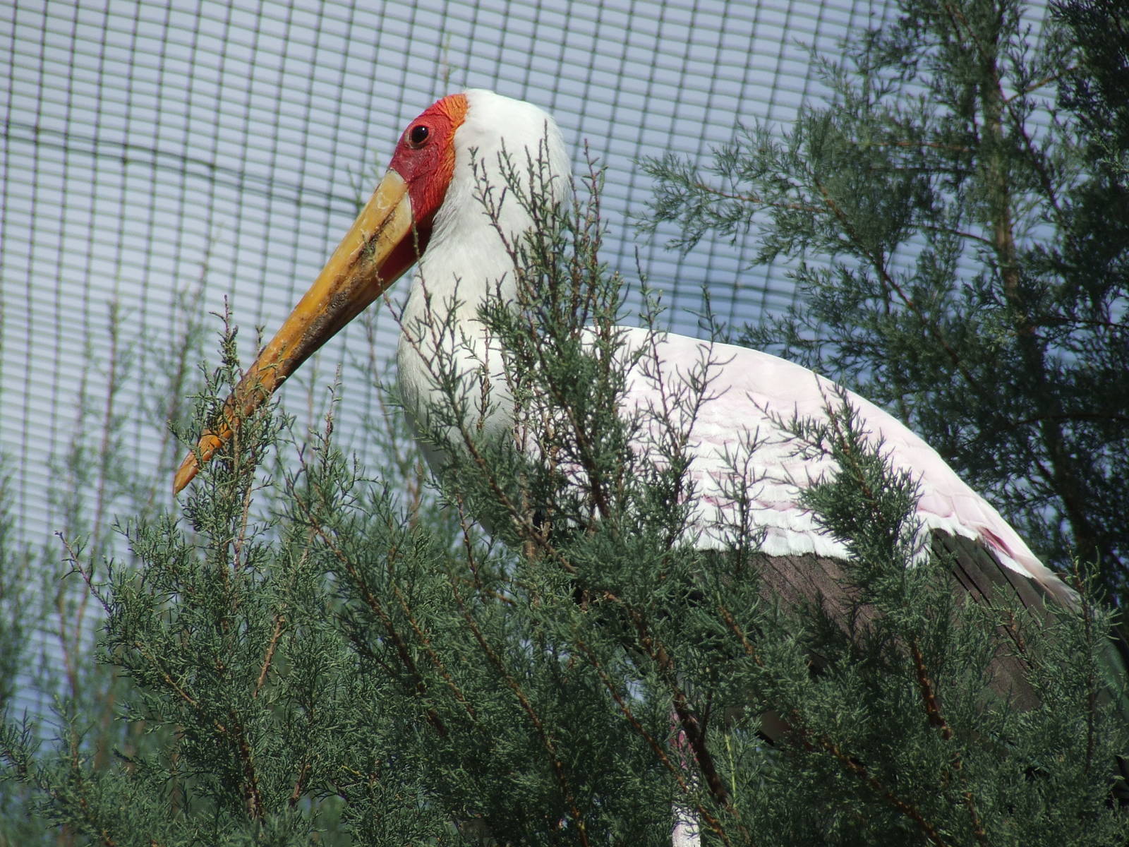 Yellow billed stork