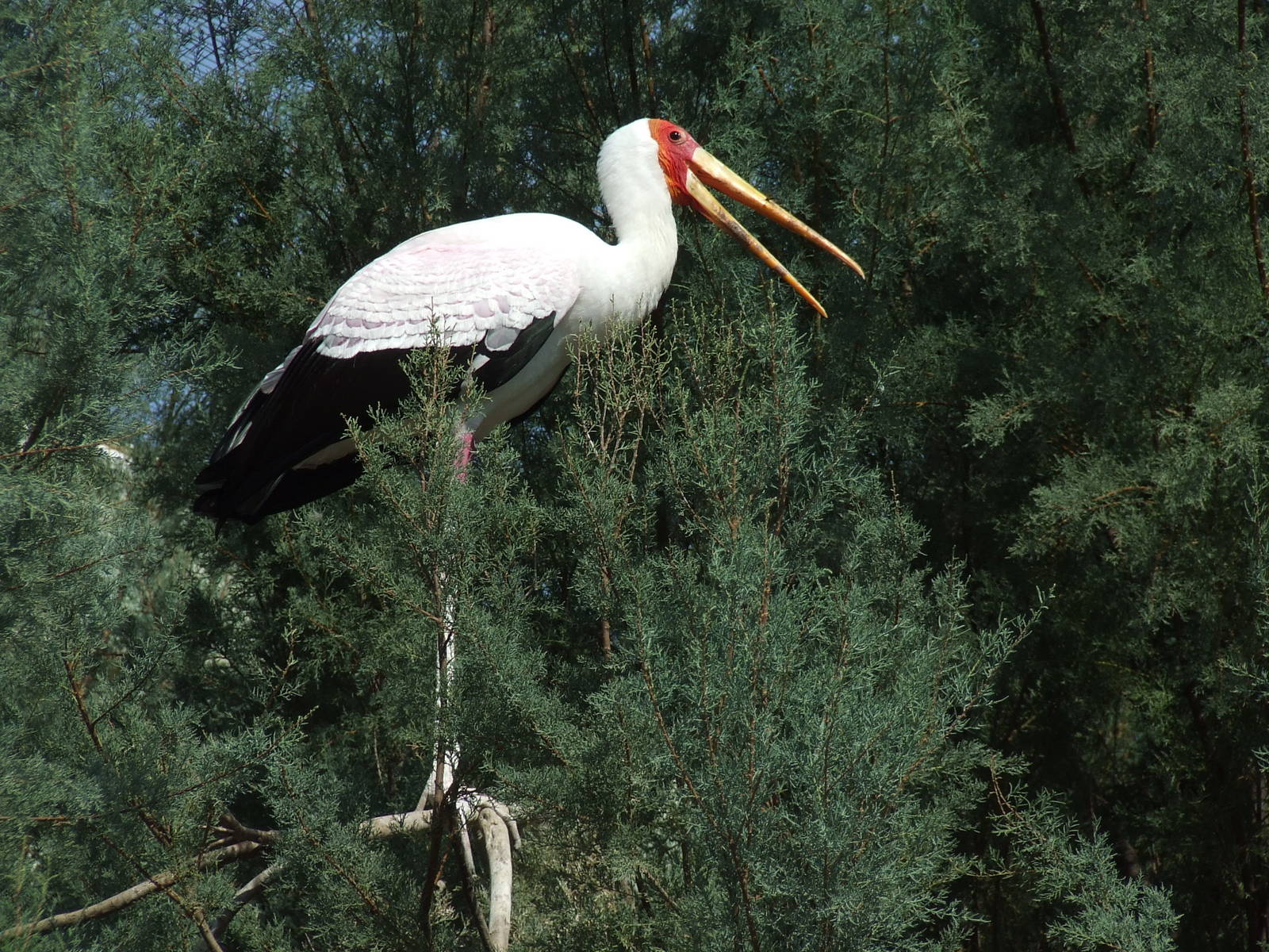 Yellow billed stork