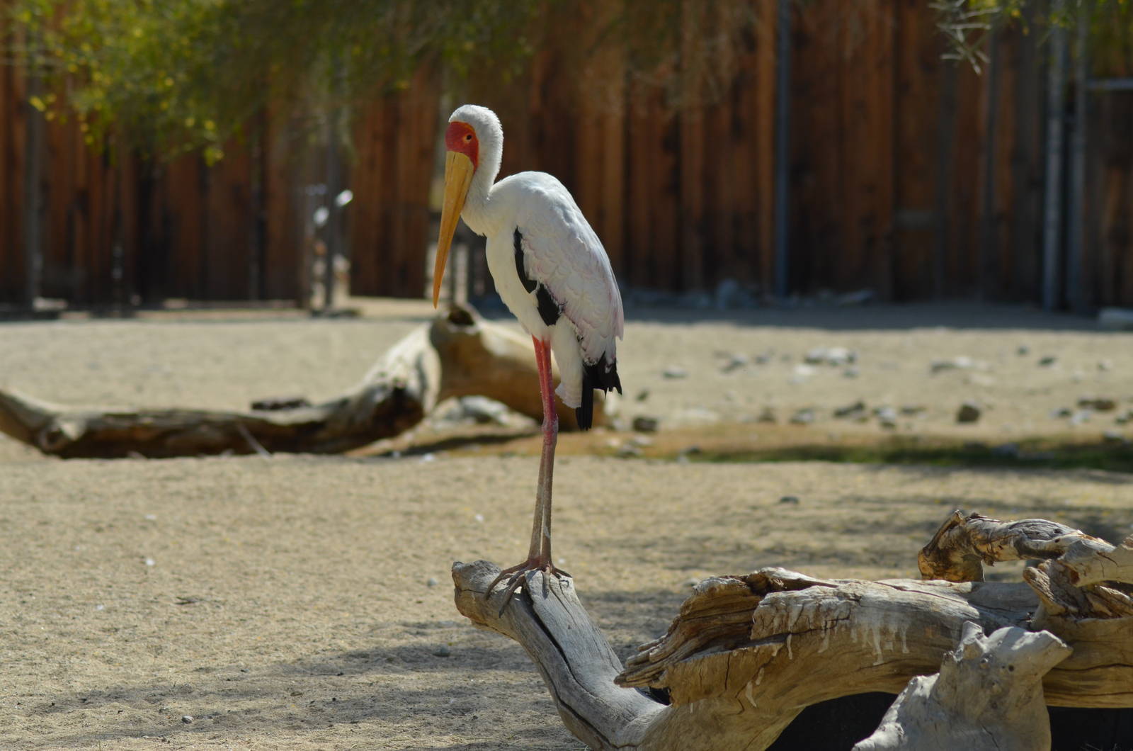 Yellow-billed Stork
