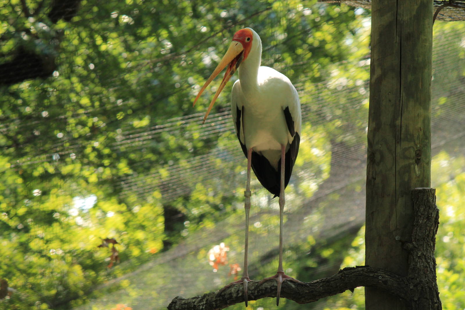 Yellow-Billed Stork