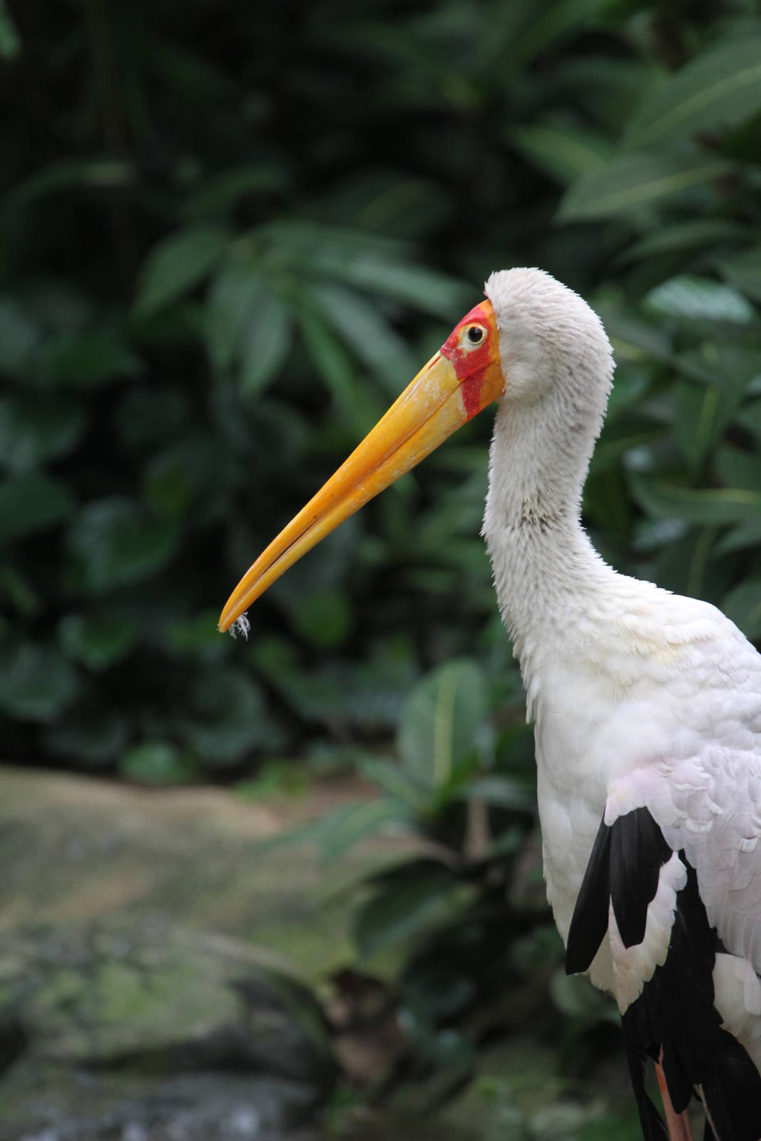 Yellow-billed Stork