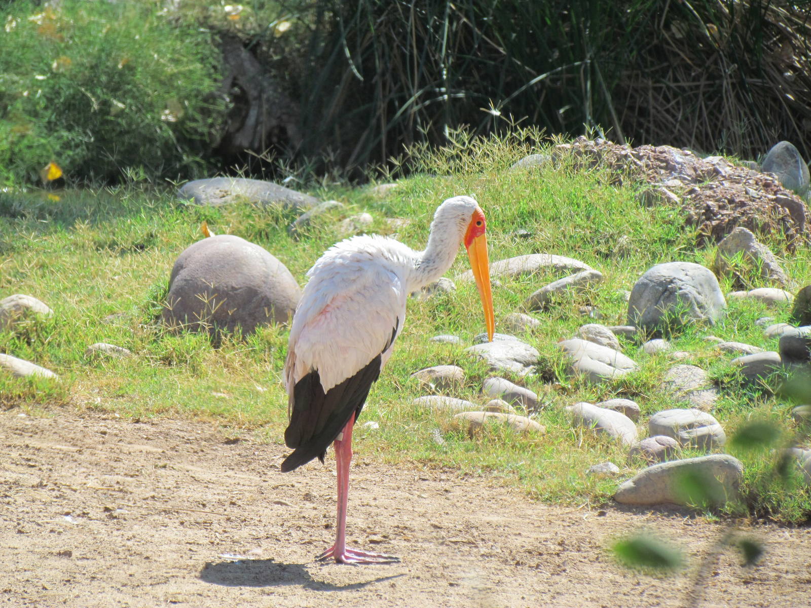 Yellow-billed Stork