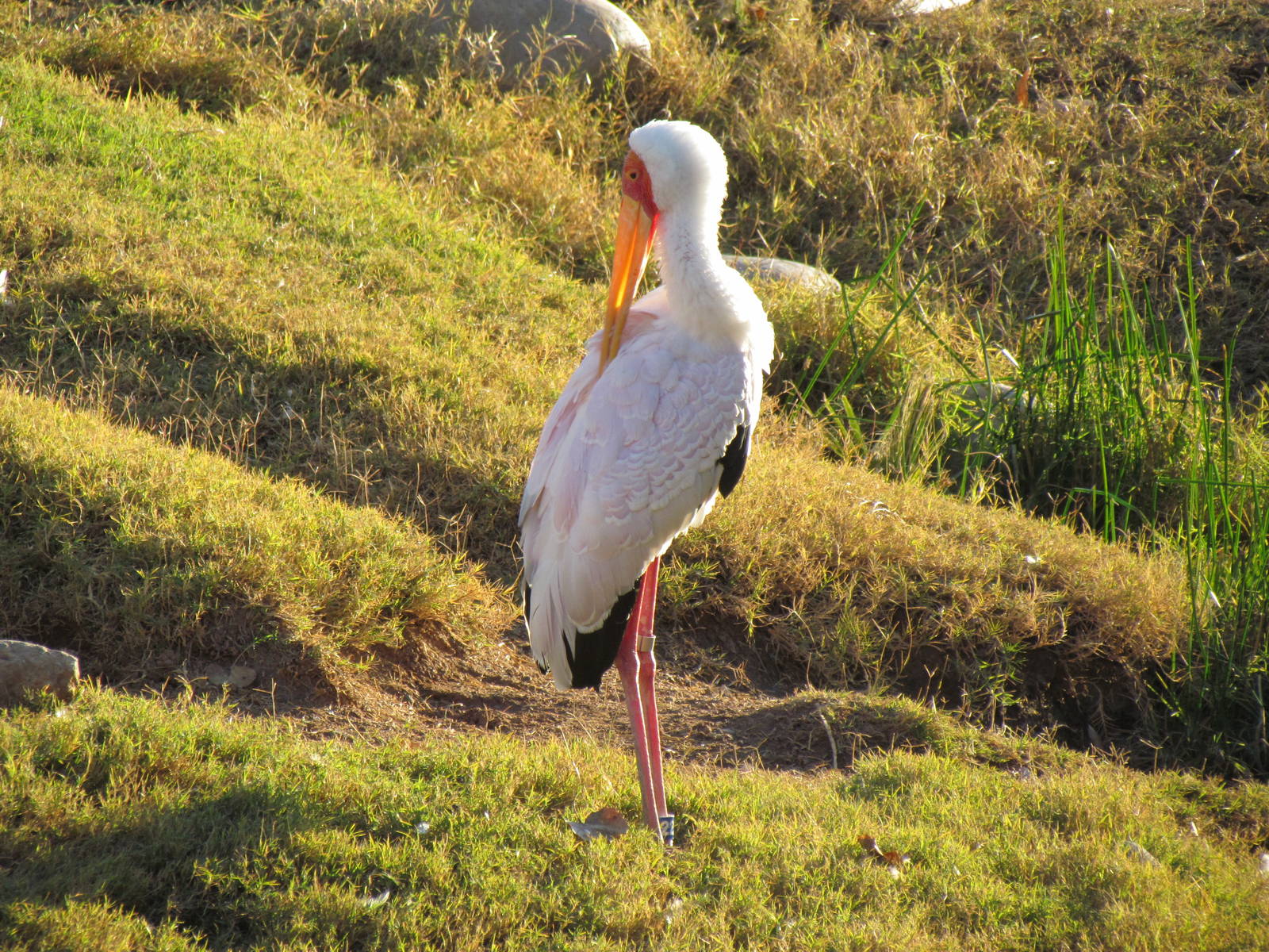 Yellow-billed Stork