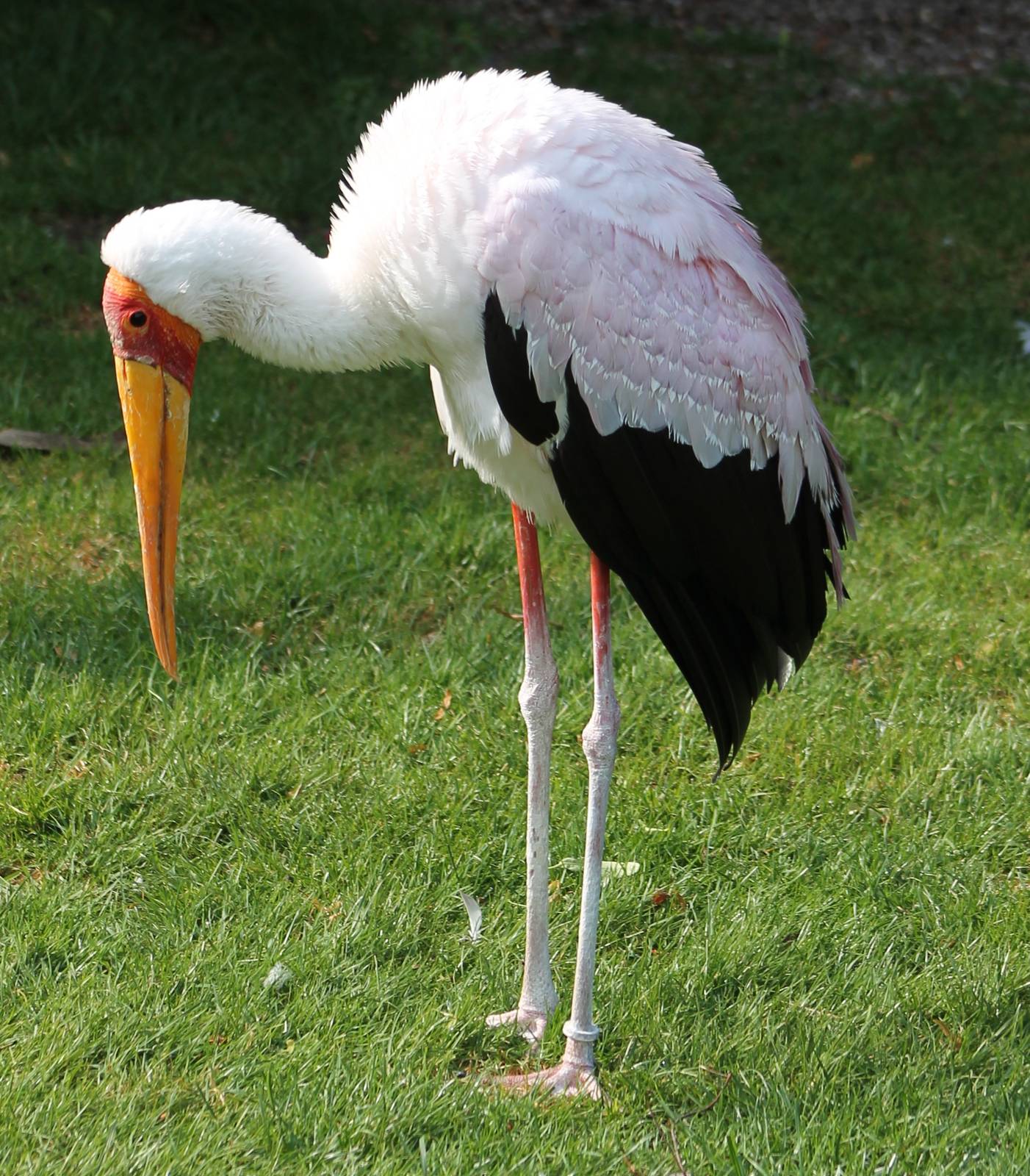 Yellow-billed stork