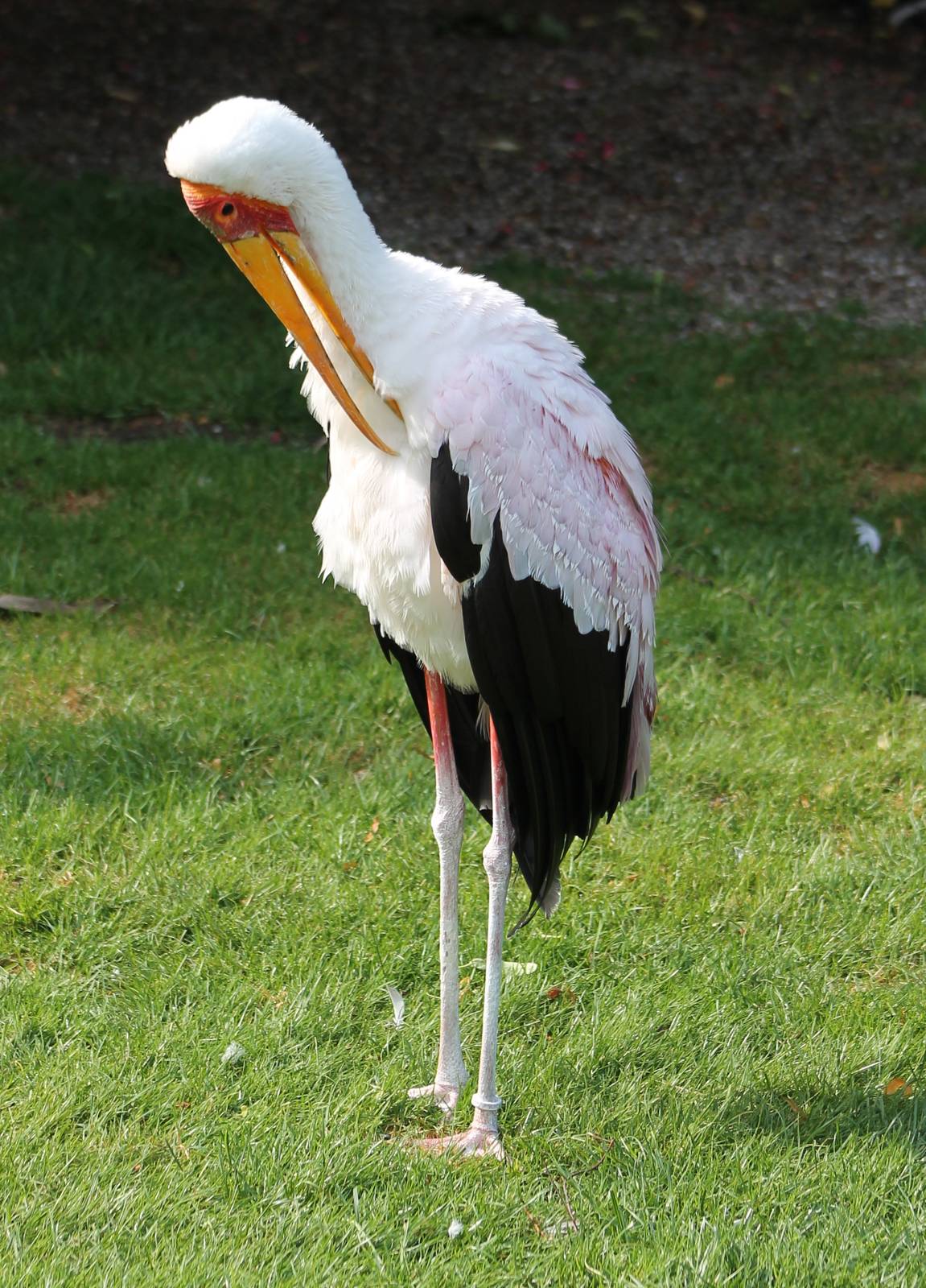 Yellow-billed stork