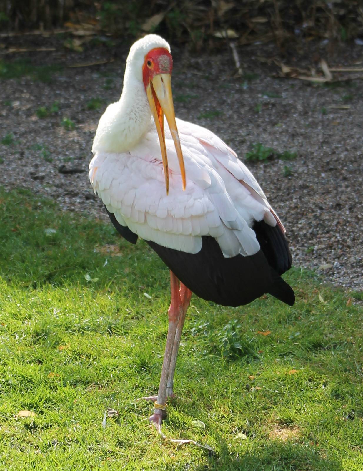Yellow-billed stork