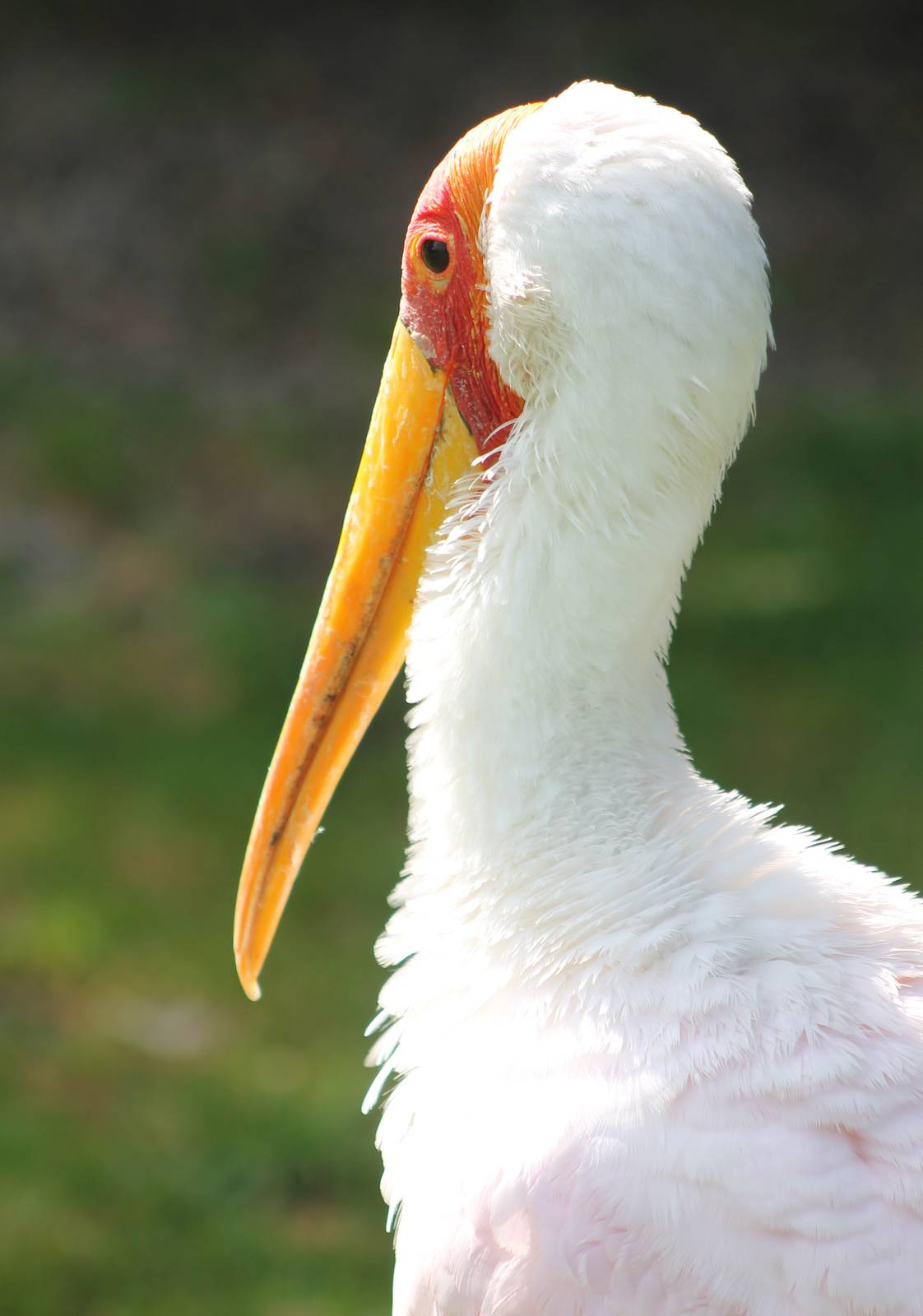 Yellow-billed stork