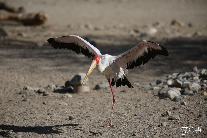 yellow billed stork
