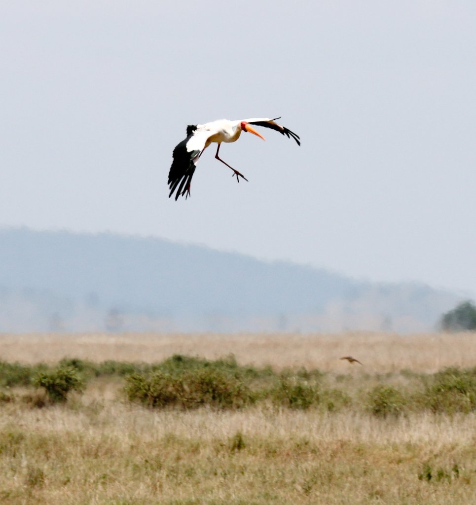 Yellow-billed Stork