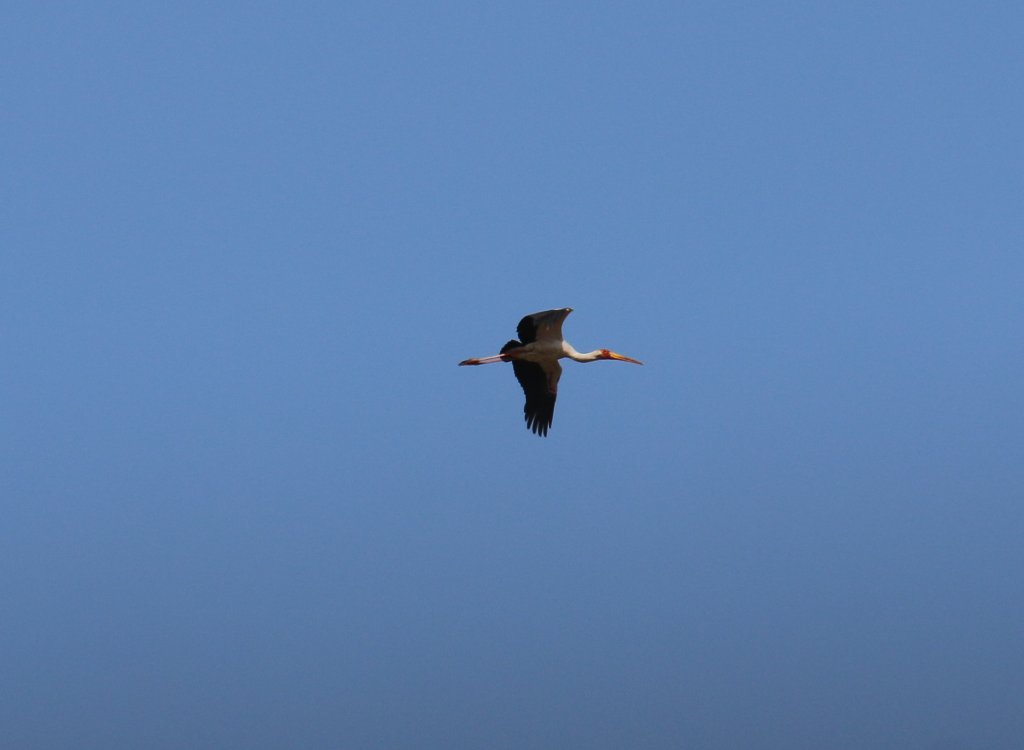 Yellow-billed Stork