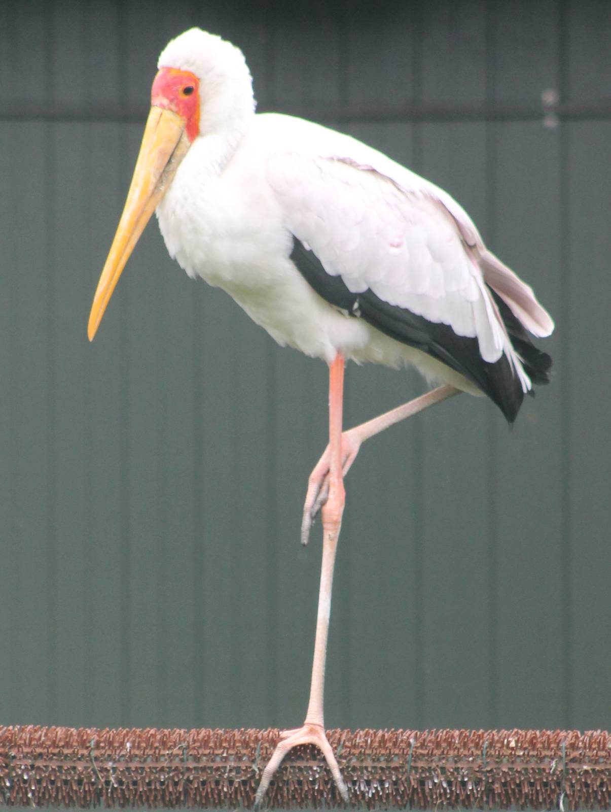 Yellow-billed stork