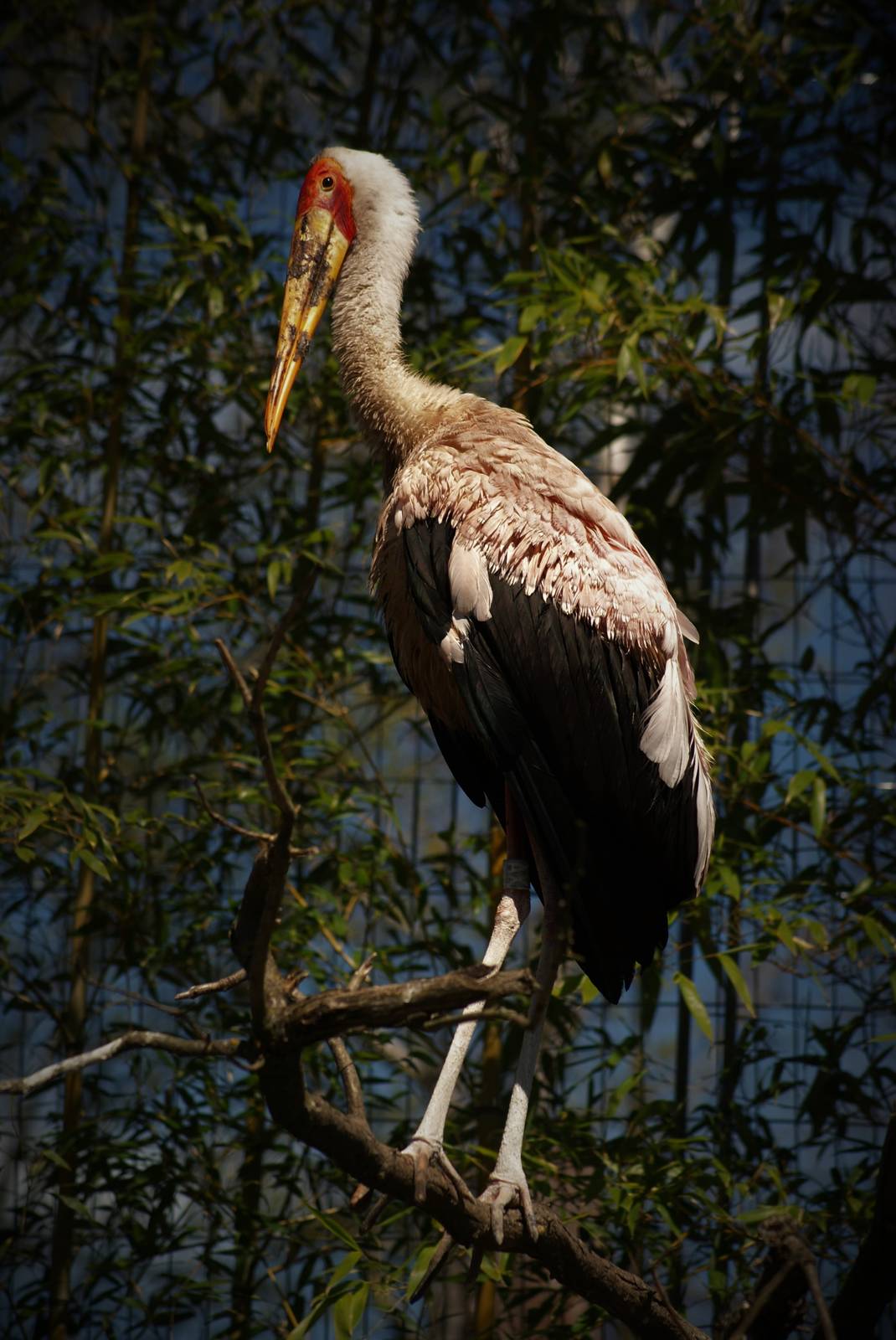 Yellow-billed stork