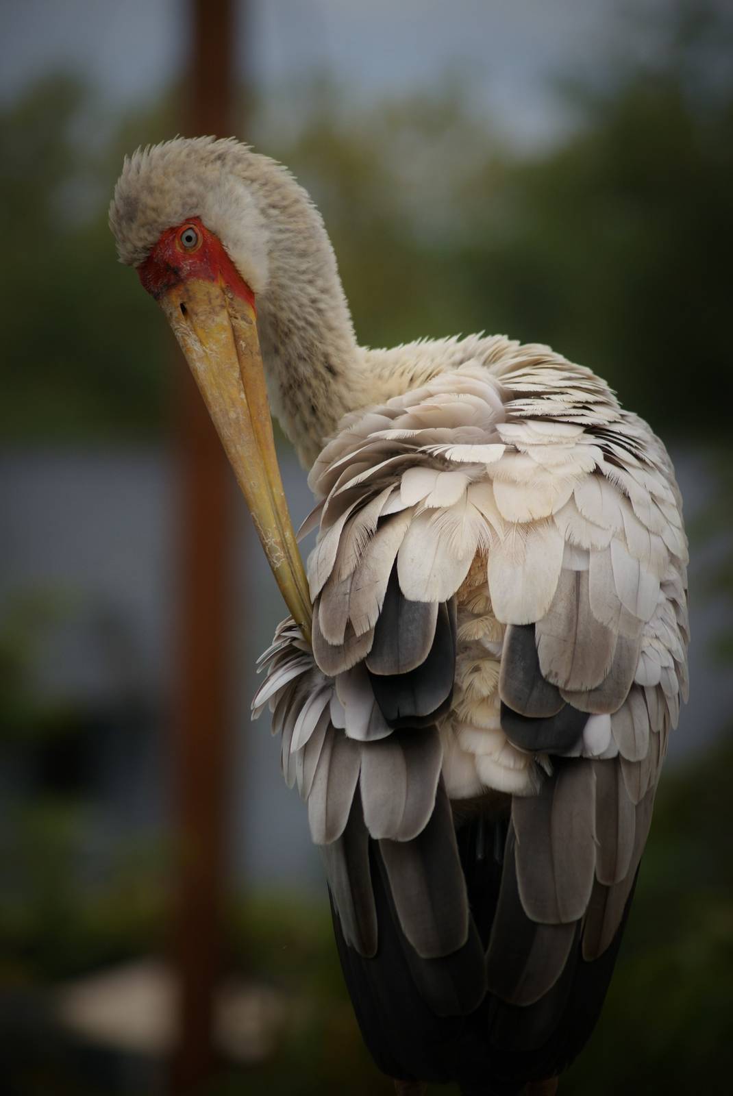 Yellow-billed stork