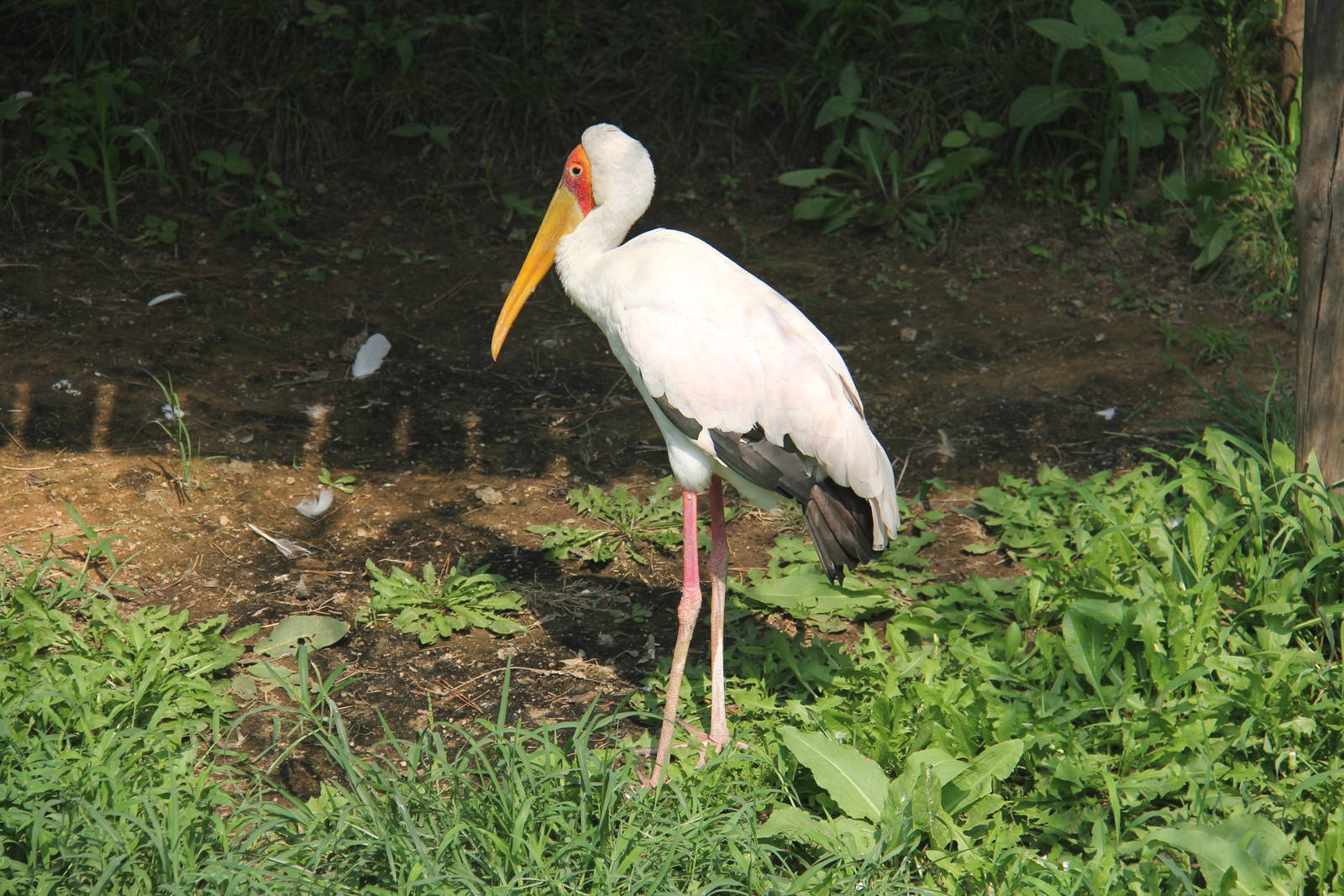 Yellow-billed Stork