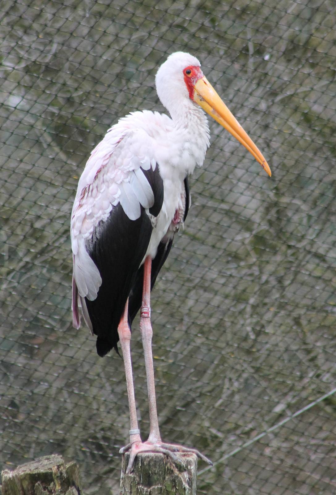 Yellow-billed stork