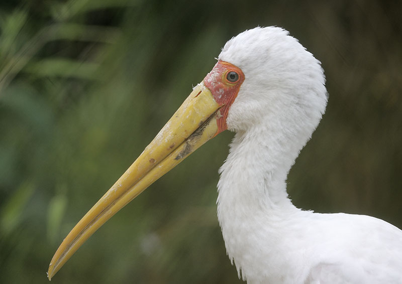 Yellow-billed stork