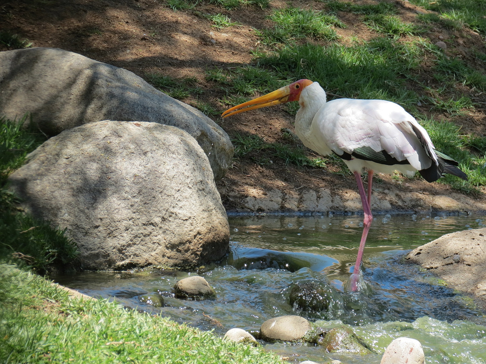 Yellow-billed Stork