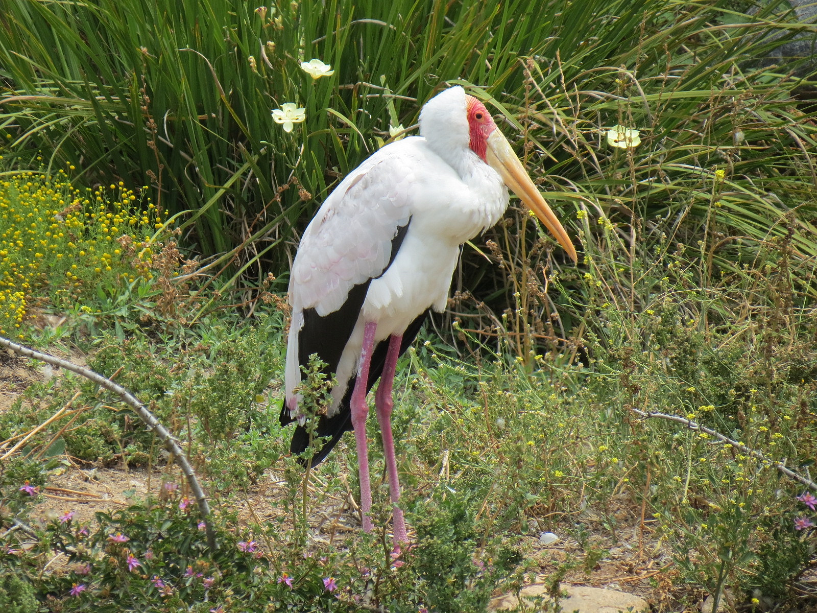 Yellow-billed Stork