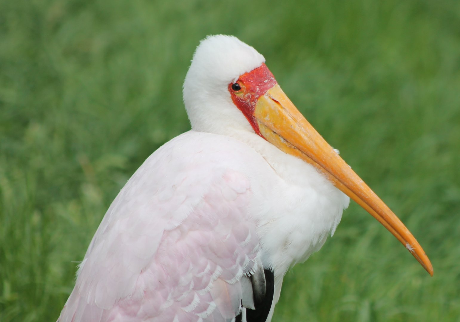 Yellow-billed stork