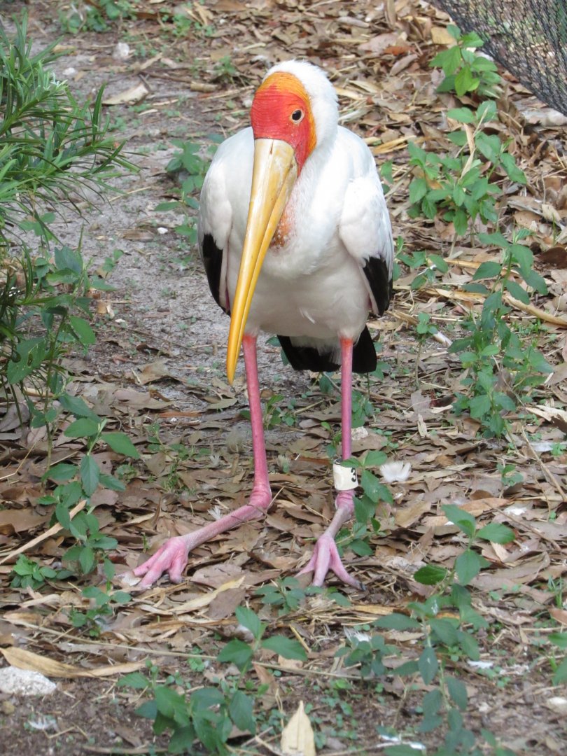 Yellow Billed Stork